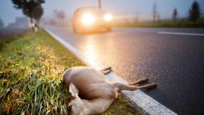 Symbolbild: Julian Stratenschulte/dpa
Die hohe Zahl der Wildunfälle bereitet der örtlichen Polizeiinspektion zunehmend Sorge.