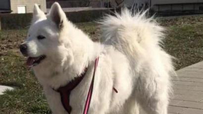 Bild: Sun Xuli/exb
Seit 12. Februar fehlt von Hündin "Mey Mey" aus Grafenwöhr jede Spur.