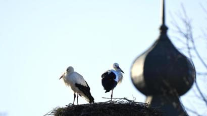 Bild: Petra Hartl
Das Nest auf dem Ambeger Tor in Hahnbach ist wieder bewohnt. Die Altvögel hier gehören zu denen, die in der Region überwintern.