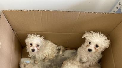 Bild: Polizeiinspektion Waldassen/exb
Vier der Hundewelpen hatten die Männer in einem mit einer Jacke abgedeckten Karton auf der Rücksitzbank transportiert.