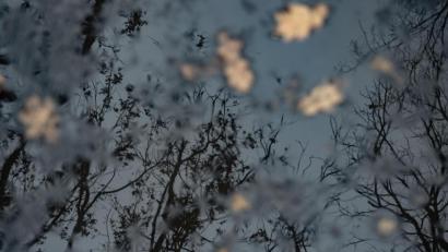 Bild: Paul Zinken/dpa
Bäume spiegeln sich in einer Regenpfütze.