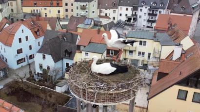 Bild: Gustl Beer
Gute Aussichten: Nun sind beide Störche zurück auf dem Horst auf dem Alten Schulhaus.