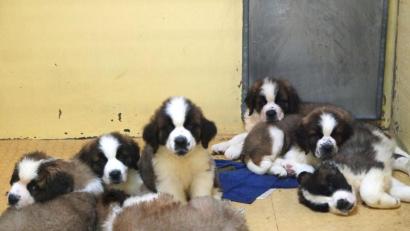 Bild: Tierheim Nürnberg
Die Nürnberger Polizei hat 101 Hundewelpen beschlagnahmt. Alle Tiere befinden sich nun im Nürnberger Tierheim.