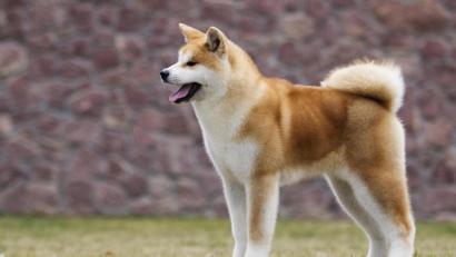 Symbolbild: Happy monkey / stock.adobe.com
Die Neustädter Polizei sucht Zeugen, die Auskunft über angebliche weitere Vorfälle in Windischeschenbach mit einem Akita-Inu-Rüden geben können. Das Tier sieht in etwa so aus wie der hier abgebildete Hund.