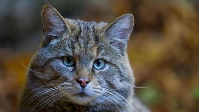 Bild: Patrick Pleul
Eine Europäische Wildkatze (Felis silvestris silvestris). Die gilt in Bayern als bedroht.