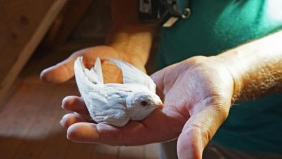 Bild: Sonja Dölfel/LBV/dpa
Tierische Rarität: Naturschützer haben einen komplett weißen Mauersegler in Mittelfranken entdeckt.