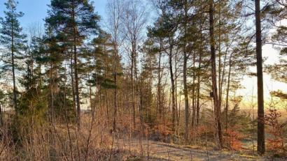 Bild: Eichl
Das Burgweiher-Gelände: Etwa in der Mitte des Bildes steht vollkommen zugewachsen das alte Steinhauerhaus. Architekt Josef Schöberl hatte eine Vorplanung für eine Infostelle gefertigt; nachdem seine Version deutlich abgespeckt wurde, will er nicht mehr neu planen.