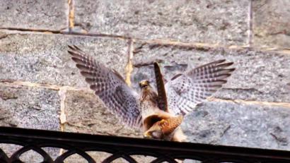 Bild: njn
Den schmalsten Platz zur Paarung suchten sich die zwei Falken auf dem Turmumgangsgeländer des Kirchturmes aus.
