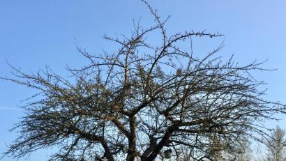 Bild: Katharina Hage/exb
Ein alter Apfelbaum vor dem Schnitt...