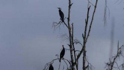 Bild: rn
Im Naturschutzgebiet "Großer Rußweiher" dürfen Kormorane nicht bejagt werden.