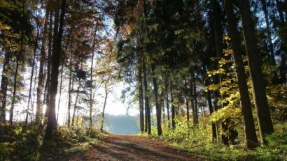 Symbolbild: Portner
Im Wald der Zukunft stehen mehr Laubbäume als Fichten. Der Stadtwald Schönsee ist hier auf einem guten Weg.