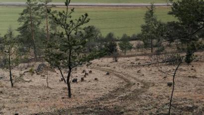 Bild: Jonas Nelhiebel 
Ein Quad-Spur im FFH-Gebiet.