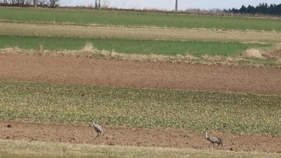Bild: rha
In der Nähe von Schlicht sucht ein Kranichpaar nach Nahrung.