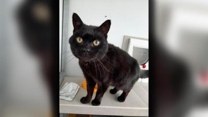 Bild: Cats Protection/PA Media/dpa
Kater Jess ist fast 14 Jahre nach seinem Verschwinden wieder mit seinem ursprünglichen Haltern vereint worden. Foto: