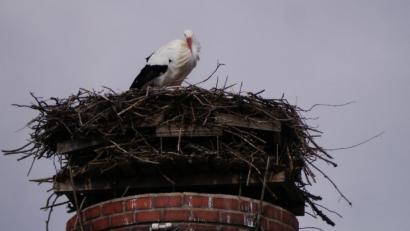 Bild: gis
Storch Rudi ist auf dem Schlot der alten Ziegelhütt'n in Mehlmeisel zurückgekehrt. Dort wartet er noch auf seine "alte Liebe" Uschi.