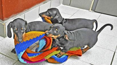 Bild: Tierheim Hof/exb
Diese Hunde sind mit einem illegalen Transport nach Deutschland gelangt und befinden sich nun im Tierheim Hof-Erlalohe.