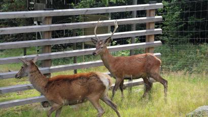 Bild: bsc
Hirsch Max (rechts) ist in seinem neuen Zuhause im Rotwildgehege beim Waldhaus angekommen. Hirschkuh Sissi (links) nahm als erste weibliche Mitbewohnerin Kontakt zu dem Neuling auf.