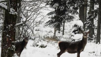 Bild: Christoph Richter/dpa
Rehwild hat es im Winter nicht leicht. Hinzu kommen jetzt auch noch einige Fälle im Landkreis Tirschenreuth, in denen Hunde Jagd auf das Wild machten.