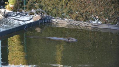 Bild: jr
Als neues Revier entdeckte ein Biber die kleine Gartenteichanlage in der Mitterteicher Straße in Pechbrunn. Wie es mit ihm weitergeht, soll in Absprache mit einem Biberberater geklärt werden.