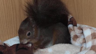 Bild: bl
Immer öfter verlässt Eichhörnchen "Hascherl" inzwischen die Kuscheldecke, wo es nach den schweren Verletzungen zwei Tage lang so gut wie reglos verbracht hatte.