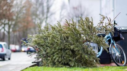 Symbolbild: Marcel Kusch/dpa
Wohin mit dem alten Christbaum? Zahlreiche Sammelaktionen im Landkreis Tirschenreuth fallen dieses Jahr der Corona-Pandemie zu Opfer.