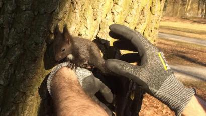 Bild: Feuerwehr Augsburg/dpa
Ein Feuerwehrmann hält ein Eichhörnchen-Junges. Foto: -/Feuerwehr Augsburg/dpa