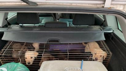 Bild: Polizeiinspektion Waldsasssen
Unter katastrophalen Bedingungen transportierten zwei Ungaren insgesamt 19 Welpen.