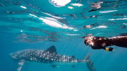 Bild: Lea Klarner/exb
Surfen, schnorcheln und Party machen: Der Lockdown in Australien war gar nicht so schlimm, erzählt Lea Klarner aus Tirschenreuth. Im Bild taucht die 20-Jährige mit einem Walhai, der größte Hai und größte Fisch im Ningaloo Reef.