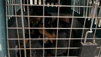 Bild: Polizeiinspektion Waldsassen
Unter katastrophalen Bedingungen transportierten zwei Ungaren insgesamt 19 Welpen.