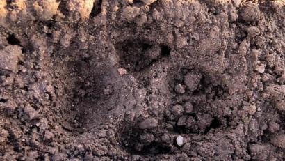 Bild: rpp
Eine Aufnahme der Fährte des Tieres bei Kastl. Das Trittsiegel ist 10 bis 12 Zentimeter lang. Das eines Hundes und eines Wolfes ist ähnlich, aber das des Haustieres ist eher rund, das des Beutegreifers länglich und oval.