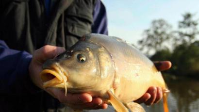Bild: Archivbild Popp
Das große Abfischen läuft. Doch vielerorts fehlen in den Teichen jede Menge Fische. Das kann nach Meinung der Teichwirte so nicht weitergehen.