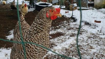Bild: kaz
Amrock-Henne Henriette sucht im verschneiten Auslauf nach Futter. Wird eine Stallpflicht verordnet, muss sie den Tag im Stall oder einer Voliere verbringen.