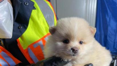 Bild: Grenzpolizei Selb
Ein sieben bis acht Wochen alter Welpe ohne gültige Papiere wurde am Grenzübergang Selb entdeckt.