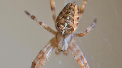 Symbolbild: Thomas Sporrer
Die Gartenkreuzspinne (Araneus diadematus) ist ein nützliches Tierchen, war immerhin 2010 schon mal die „Spinne des Jahres“.
