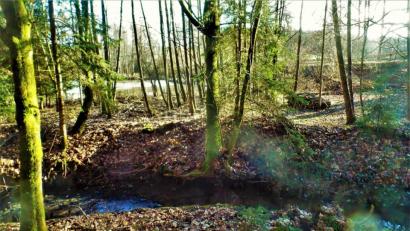 Bild: jml
Selbst bei Sonnenlicht schweben manchmal am Hainbach „Nebelgeister“ über dem Wasser.