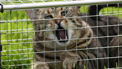 Bild: Carsten Rehder/dpa
Dieses Tier haben Veterinäre in Schleswig-Holstein eingefangen. Das Bundesland kastriert seit einigen Jahren streunende Katzen. Dafür schaufelt nun auch der Landkreis Neustadt Geld frei.