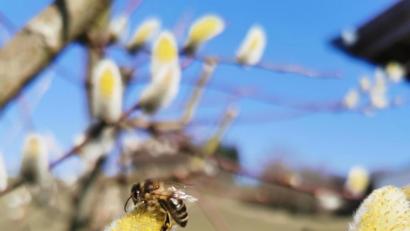 Bild: hzi
Prompt mit dem ersten warmen Tag suchen die Bienen die blühenden Weidenkätzchen zur Nahrungsaufnahme auf.