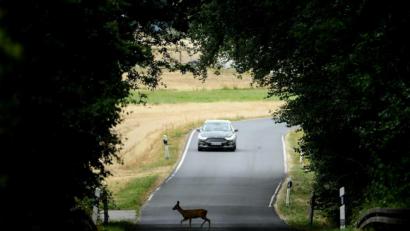 Symbolbild: Arne Dedert/dpa
Hier hat das Reh noch eine Chance, über die Straße zu kommen. Aber was muss man tun, wenn es einen Wildunfall gegeben hat?
