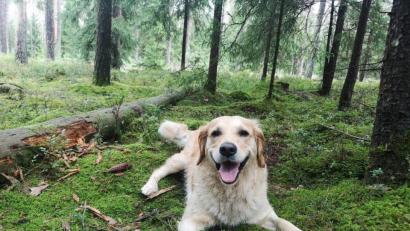 Bild: privat
Die vierjährige Golden-Retriever-Hündin Bella aus Ensdorf (Landkreis Amberg-Sulzbach) wurde offenbar mit einem Köder, der mit Pflanzendüngemittel versetzt war, im eigenen Garten vergiftet.