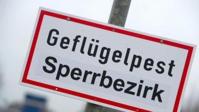 Symbolbild: Stefan Sauer
Ein Schild mit der Aufschrift „Geflügelpest Sperrbezirk“ steht an einer Straße.