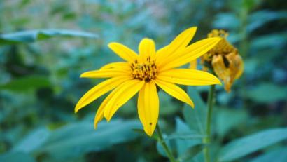 Bild: njn
Topinambur lässt sich vielfältig in der Küche einsetzen. Die Knolle enthält zahlreiche Nährstoffe und Vitamine.
