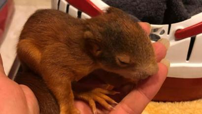 Archivbild: Tierheim Nürnberg/dpa/Archivbild
Ein junges Eichhörnchen hält eine Mitarbeiterin im Tierheim.