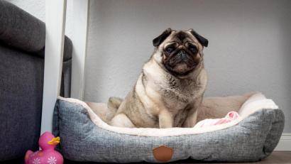 Symbolbild: Christin Klose/dpa 
Zu viel des Guten: Ständiges Füttern und Bewegungsmangel sorgen dafür, dass Tiere viel zu viel auf die Waage bringen. Und wie beim Menschen kann das Übergewicht schwerwiegende gesundheitliche Folgen haben.