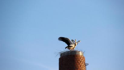 Bild: Tanja Rasp/exb
Ein Storchenpaar hat es sich auf der neuen Nisthilfe auf dem Kamin des Sägewerks Schug in Waldershof gemütlich gemacht.