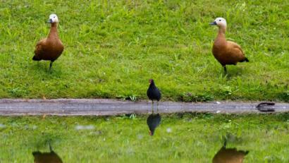 Bild: Inga Kjer/dpa
Rostgänse (in der Mitte sitzt ein Teichhuhn) halten sich bevorzugt in der Nähe von Wasser auf.