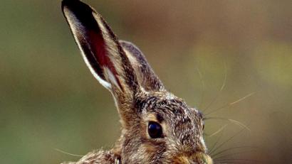 Bild: Heinz Tuschl /exb
An Ostern rückt der Feldhase als Eier-Lieferant in den Fokus. Der Bund Naturschutz verweist auf seinen schweren Stand in Zeiten intensiver Landwirtschaft.