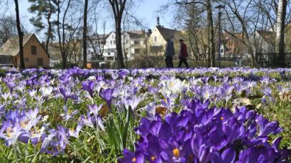 Bild: Petra Hartl
Endlich Frühling in Weiden. Das zeigt auch das Krokus-Blütenmeer.