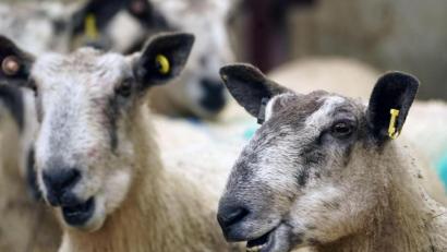 Symbolbild: Owen Humphreys
Überreste eines geschlachteten Schafs hat ein Unbekannter an einem Waldweg bei Breitenbrunn entsorgt.
