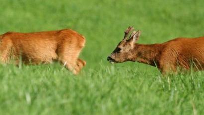 Bild: Hirsch
Die Jagd des Wildes erfolgt weiter analog, die Meldung der geschossenen Tiere aber digital.