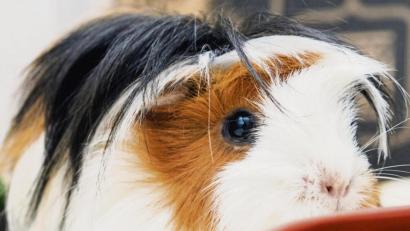 Bild: Andrea Warnecke/dpa
Meerschweinchen lassen sich auch drinnen problemlos halten: Wichtig ist dann ein großzügiges Gehege mit Möglichkeiten zum Unterschlüpfen.